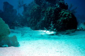 Barracuda - Key West, Florida