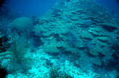 Large coral formation at the John Pennekamp Coral Reef State Park