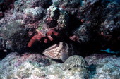 Nassau grouper by a french reef at the John Pennekamp Coral Reef State Park