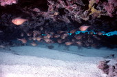 Sweeper fish by a french reef at the John Pennekamp Coral Reef State Park