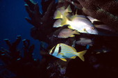 Porgy and Grunts by a french reef at the John Pennekamp Coral Reef State Park