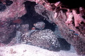 Marbled grouper by a french reef at the John Pennekamp Coral Reef State Park
