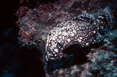 Marbled grouper by a french reef at the John Pennekamp Coral Reef State Park