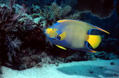 Queen Angel fish by french reef at the John Pennekamp Coral Reef State Park