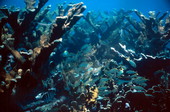 Elkhorn coral (Acropora palmata) at the Eastern Dry Rocks reef - Key West, Florida