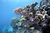 Elkhorn coral at the Eastern Dry Rocks reef - Key West, Florida