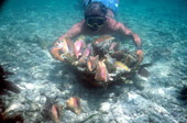 Henry Lopez snorkeling for conchs on Eastern Dry Rocks reef..