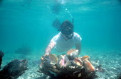 Snorkeling for conchs on Eastern Dry Rocks reef - Key West, Florida..