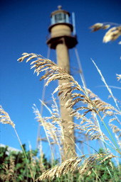Sea-oats in front of the Sanibel Island Lighthouse.
