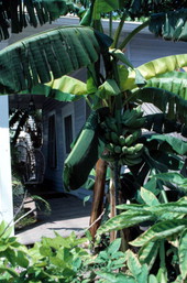 Bananas.