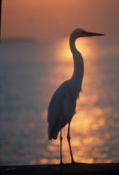Heron at sunset - Key West, Florida.