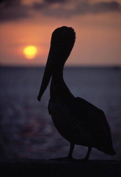 Pelican at sunset - Key West, Florida.