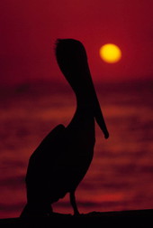 Pelican at sunset - Key West, Florida.