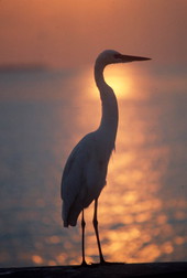 Heron at sunset - Key West, Florida.