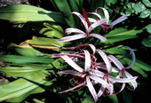 Swamp lilies in Key West.
