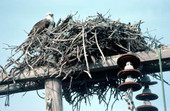 Osprey by its nest off United States Highway 1 - Little Torch Key, Florida