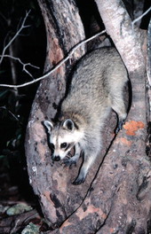 Raccoon - Big Pine Key, Florida
