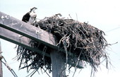 Osprey by its nest off United States Highway 1 - Little Torch Key, Florida