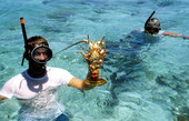 Diver holding up a female lobster with eggs during dive for conchs - Key West, Florida.