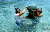 Snorkeling for conchs on Eastern Dry Rocks reef - Key West, Florida..