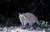 Raccoon - Big Pine Key, Florida
