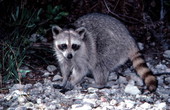 Raccoon - No Name Key, Florida