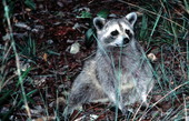 Raccoon - Big Pine Key, Florida