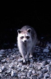 Raccoon - Big Pine Key, Florida