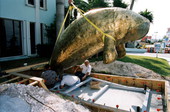 Sculpture of manatee being fastened to its base at the First State Bank of the Florida Keys - Key West, Florida
