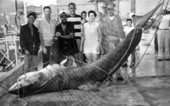Group assembled with great white shark caught off the Western Dry Rocks - Key West, Florida.