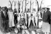 Catch of amberjack hanging from fish racks - Key West, Florida