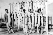 Catch of barracuda hanging from fish racks - Key West, Florida