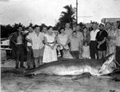 Group assembled around great white shark - Key West, Florida.