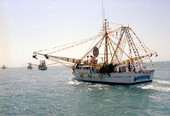 Procession of shrimp boats passing Mallory Square during shrimp fleet blessing ceremony - Key West, Florida.