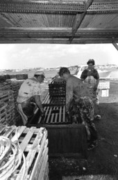 Captain Roche and mate Clyde Carey dipping a lobster trap in creosote - Stock Island, Florida