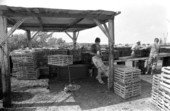 Captain Roche and mate Clyde Carey sliding creosote prepared lobster trap down conveyor - Stock Island, Florida