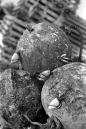Close up of barnacles on lobster trap buoy, old Chevron Oil Docks, Key West Bight, Key West, FL.