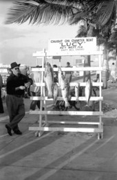 Angler posing with grouper caught while aboard the charter boat "Lucy" - Key West, Florida.