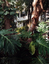 View of the rear of the Audubon House at 205 Whitehead Street - Key West, Florida.