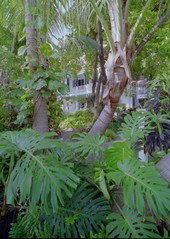 View of the Audubon House as viewed from Greene St., Key West, FL..