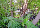 View of the Audubon House as viewed from Greene St., Key West, FL..
