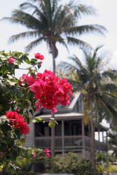 Close-up view of flowers on Poorhouse Lane - Key West, Florida