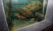 Key West Aquarium display showing Florida lobster and a goliath grouper - Key West, Florida.
