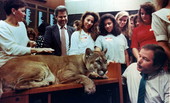 Rep. Everett Kelly looks at the Florida Panther on his desk - Tallahassee, Florida.