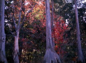 Cypress trees