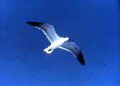 Seagull flying