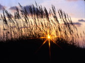 Seagrass