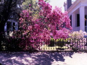 Azalea bush in bloom.