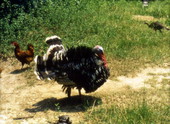 Turkey.