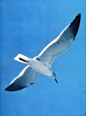 Seagull.